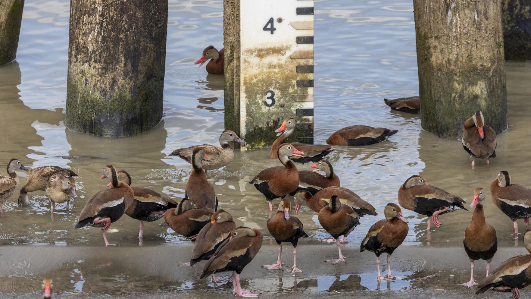 Saltwater in Mississippi River will cause Corps to build a higher underwater levee